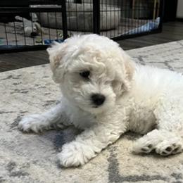 Bichon Frises from Badook Bichons