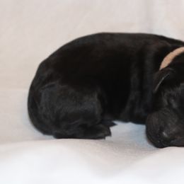 Goldendoodle Puppies from Davis Doodles