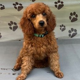 Shelby - Red  Poodle puppy in Fort Salonga, New York from Blues Performance Poodles