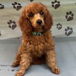 Shelby - Red  Poodle puppy in Fort Salonga, New York from Blues Performance Poodles