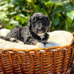 Jackson - male Australian Mountain Doodle puppy in Pittsburgh, Pennsylvania from WestPenn Doodles LLC