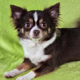 Nala - Chihuahua