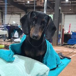 Border Collies and Dachshunds from Roughstock Border Collies and Dachshunds