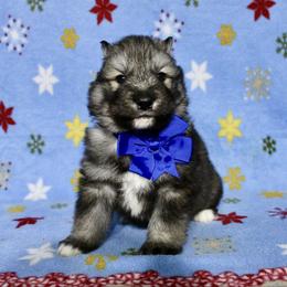 Fluffy(S3) - Agouti and white male Siberian Husky puppy in Lunenburg, Vermont from SNOW WOOLY HUSKY