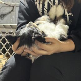 Shetland Sheepdog Puppies from Greener Fields Shelties