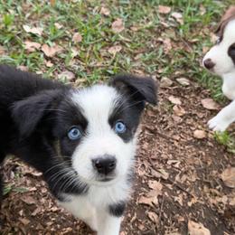Boy 2 - Black tri-color male Australian Shepherd puppy in Lakeland, Florida from Infinite Aussies
