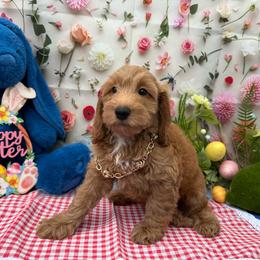 Jack (Gold) - Cream male Goldendoodle puppy in Miami, Florida from Katy's Toy Poodles & Doodles