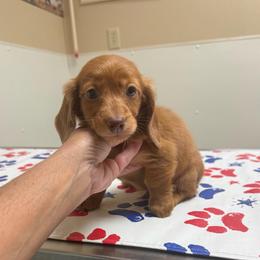 Georgie - Red male Dachshund puppy in Mansfield, Ohio from Ohio House of Frenchies and Mini Dachshunds