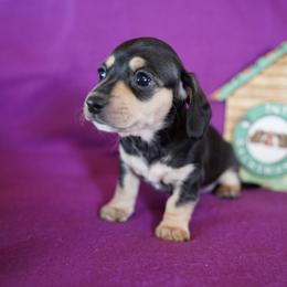 Girl 2 - Black and cream female Dachshund puppy in Quemado, New Mexico from TNT Dachshunds