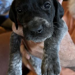 German Shorthaired Pointer Puppies from Wagoner GSP's