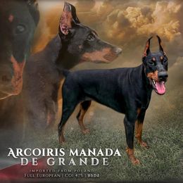 Doberman Pinscher puppies from Jensen Dobermans and Dachshunds