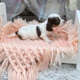 Molly - Piebald female Dachshund puppy in Decatur, Mississippi from KP Dachshunds
