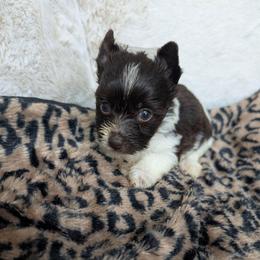 Cherry - Parti female Yorkshire Terrier puppy in Gaylesville, Alabama from Sweet Alabama Yorkies