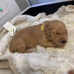 Golden Retriever Puppies from Tradershire Goldens