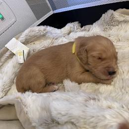 Golden Retriever Puppies from Tradershire Goldens
