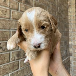 Goldendoodle Puppies from Drea’s Doodles