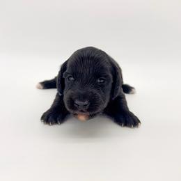 Buzz (AKC solid black) - Black male Dachshund puppy in Waddell, Arizona from Neu Doxies