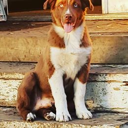 Australian Shepherd Puppies from Diamond Aussies N the Rough