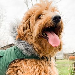 Goldendoodles from Dolly Doodles TX
