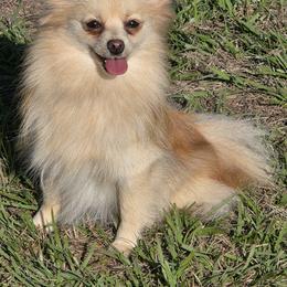 Pomeranian All Grown Up from Nathalie Bastin