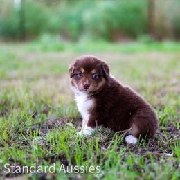 Caramel - Red tri-color female Australian Shepherd puppy in Stephenville, Texas from AW Standard Aussies