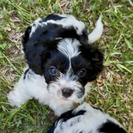 Video Tanner - Black and white male Cavapoo puppy in Eatonton, Georgia from TNT Puppies