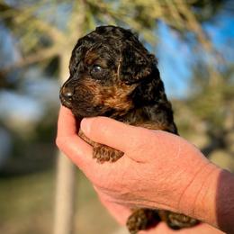 Meadow - Phantom female Poodle puppy in Peyton, Colorado from Fuzzybottoms Ranch LLC