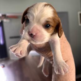 Myriam - Blenheim female Cavalier King Charles Spaniel puppy in Lambertville, Michigan from Dream Dog LLC