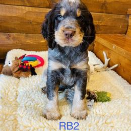 RB2 - Tri-Roan male English Springer Spaniel puppy in Britton, South Dakota from K&S Canines