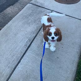 Chico - Blenheim male Cavalier King Charles Spaniel puppy in Rockville, Maryland from Skais the Limit