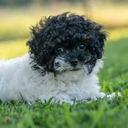 Tucker - Black and white male Cavapoo puppy in Gurdon, Arkansas from Franklin Ranch Pups