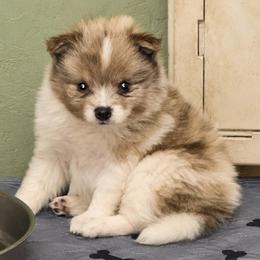Boy c - Blue merle male Pomeranian puppy in Knoxville, Tennessee from Thea's Puppies