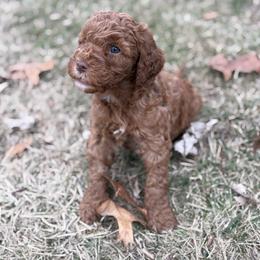 Cookie Dough - Apricot male Goldendoodle puppy in Washington, Illinois from Lola Bear Goldendoodles