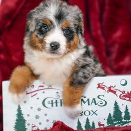 Jordan - Merle male Bernedoodle puppy in Dundee, Ohio from Down Home Doodle