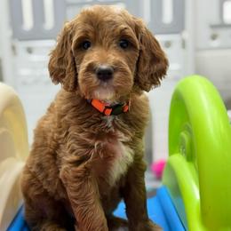 Yola -Red collar female - Red  female Goldendoodle puppy in Yuciapa, California from AlltheDoodlez_