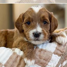 Grey collar boy - Red  male Goldendoodle puppy in Newcastle, Oklahoma from Ritzy Creek Doodles