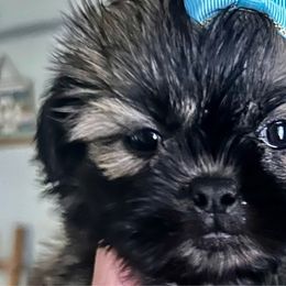 Samantha’s Girl 1 blue bow - Sable female Shih Tzu puppy in Marion County, Tennessee from Jenkins Puppy Paradise