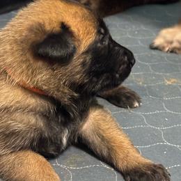 Orange - Fawn female Belgian Malinois puppy in Westminster, South Carolina from Fromage Malinois