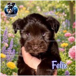 Felix - Liver male Miniature Schnauzer puppy in Spruce Pine, North Carolina from Schnauzers of Blue Ridge