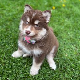 Pomsky Puppies from JHS Pomsky
