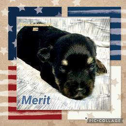 Merit - Black and silver male Miniature Schnauzer puppy in Independence, Missouri from Crown Schnauzers KC