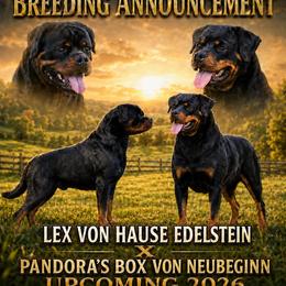 Rottweiler puppies from Schone Rasse Rottweilers