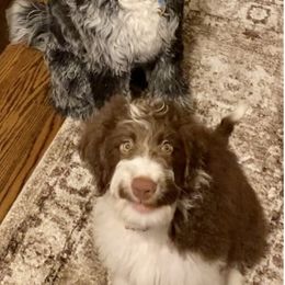 Aussiedoodle Puppies from Amour Aussiedoodles
