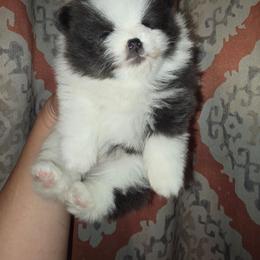 Mike - Blue merle male Pomeranian puppy in Meherrin, Virginia from Traveling Poms