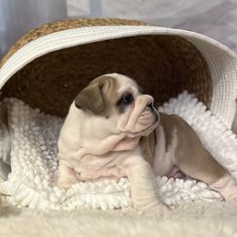 Bulldog Puppies from Sweet Rolls
