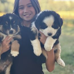 Buck - Black tri-color male Australian Shepherd puppy in Vernal, Utah from Dancing M Kennels