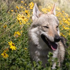 Czechoslovakian Vlcaks from Greyfarer Czechoslovakian Vlcak
