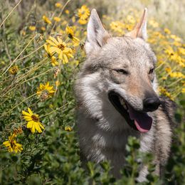 Czechoslovakian Vlcaks from Greyfarer Czechoslovakian Vlcak