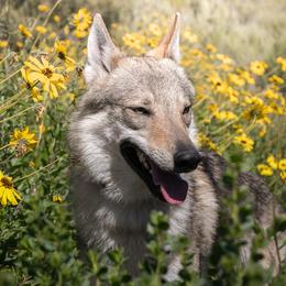 Czechoslovakian Vlcaks from Greyfarer Czechoslovakian Vlcak