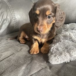 Dachshund Puppies from Jess’s Dachshunds